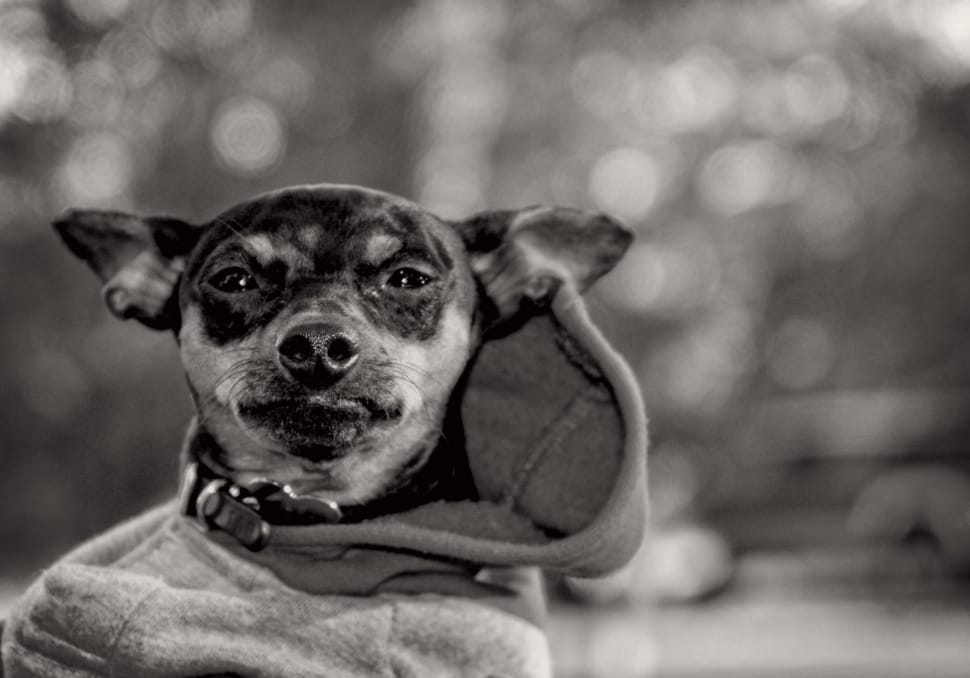 chihuahua dog preview