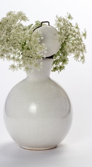Vase, Still Life, Flowers, Wild Flower, studio shot, white background thumbnail