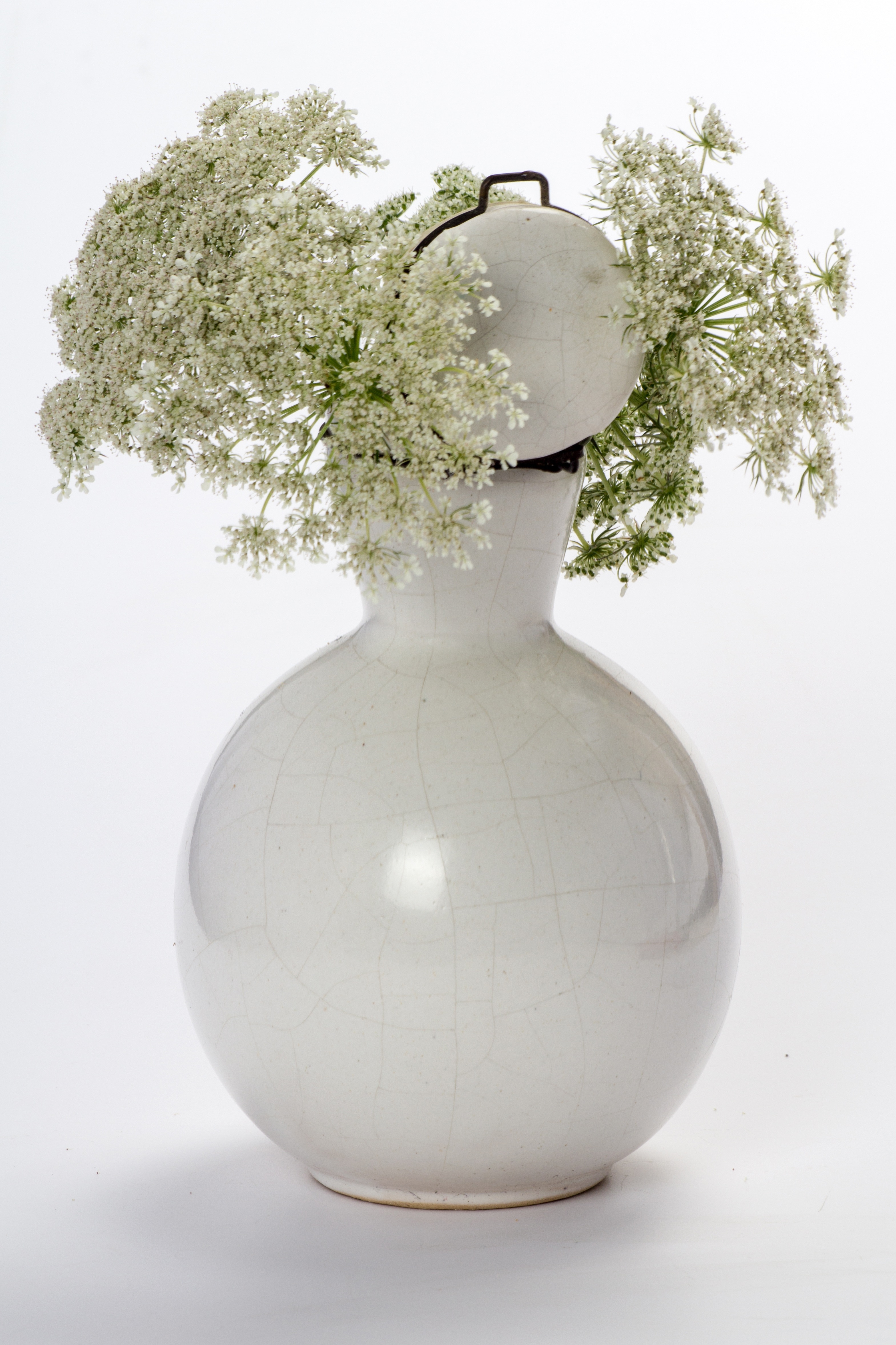Vase, Still Life, Flowers, Wild Flower, studio shot, white background