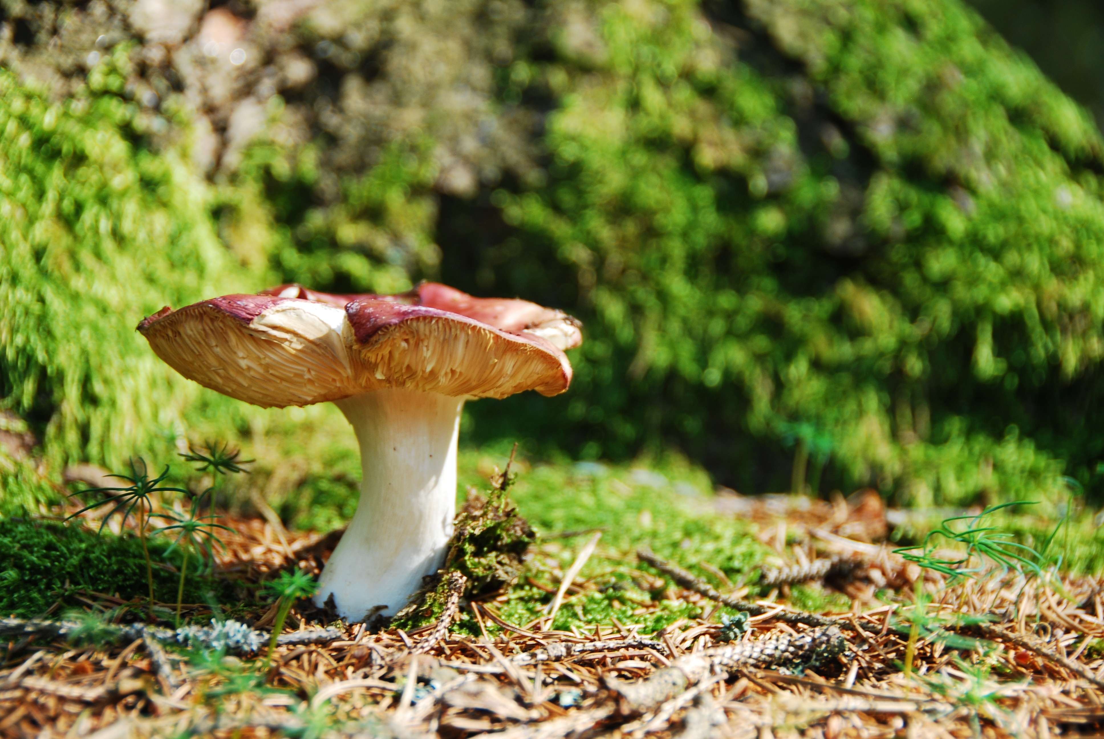 Ockerblättriger Zinnobertäubling, , 