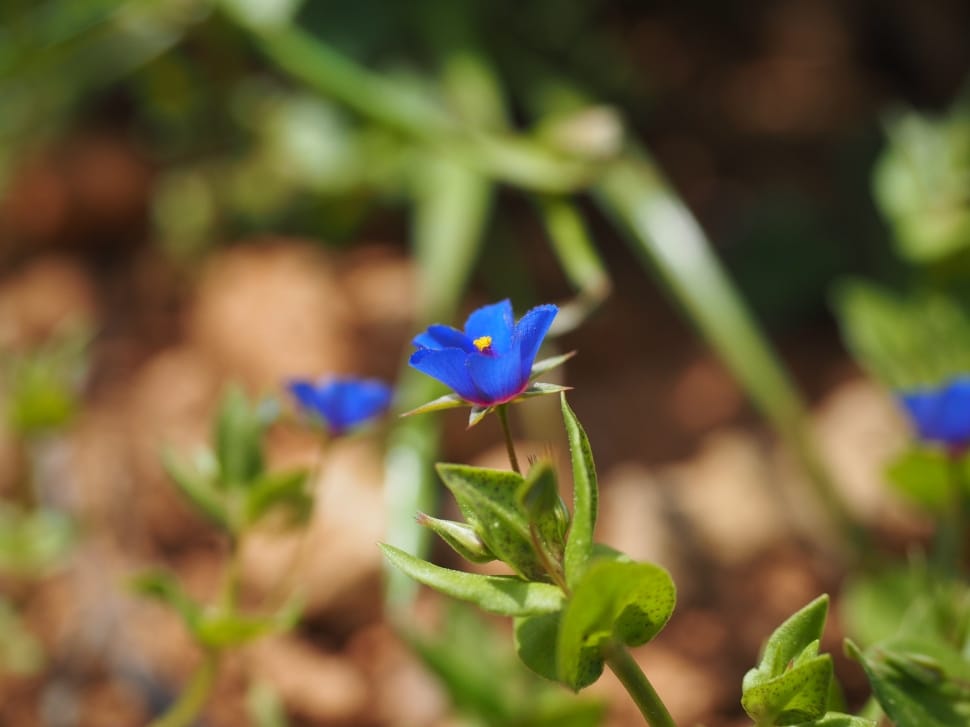 blue petaled flower preview