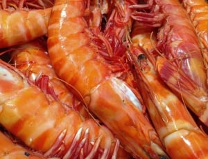 Shrimp dish thumbnail
