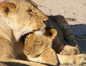 brown lioness and cubs thumbnail