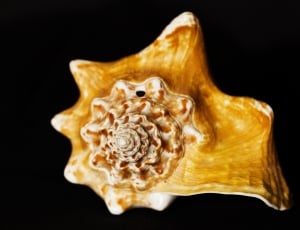 brown sea shell thumbnail