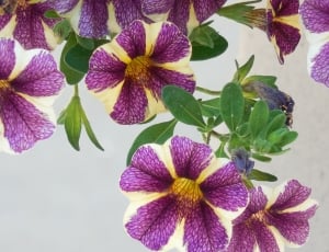 photo of purple petaled flower thumbnail