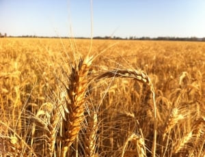wheat plant field thumbnail