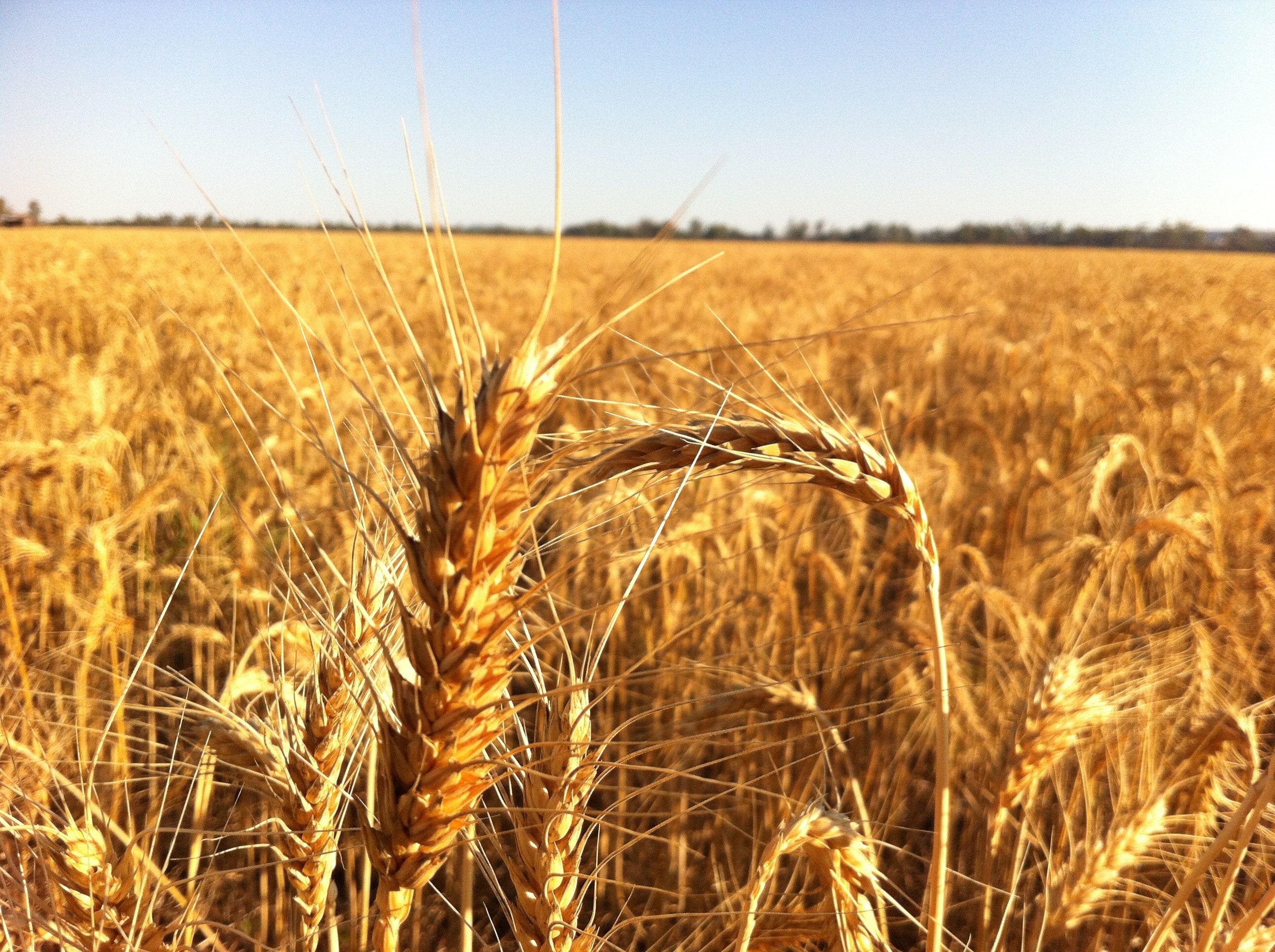 wheat plant field