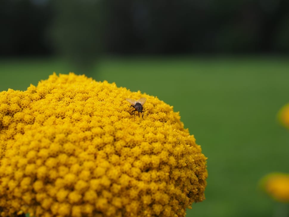 Blossom, Yellow, Bloom, Flower, Yarrow, flower, insect preview