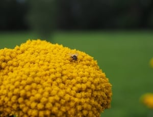 Blossom, Yellow, Bloom, Flower, Yarrow, flower, insect thumbnail