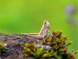 Field Grasshopper, one animal, animal themes thumbnail