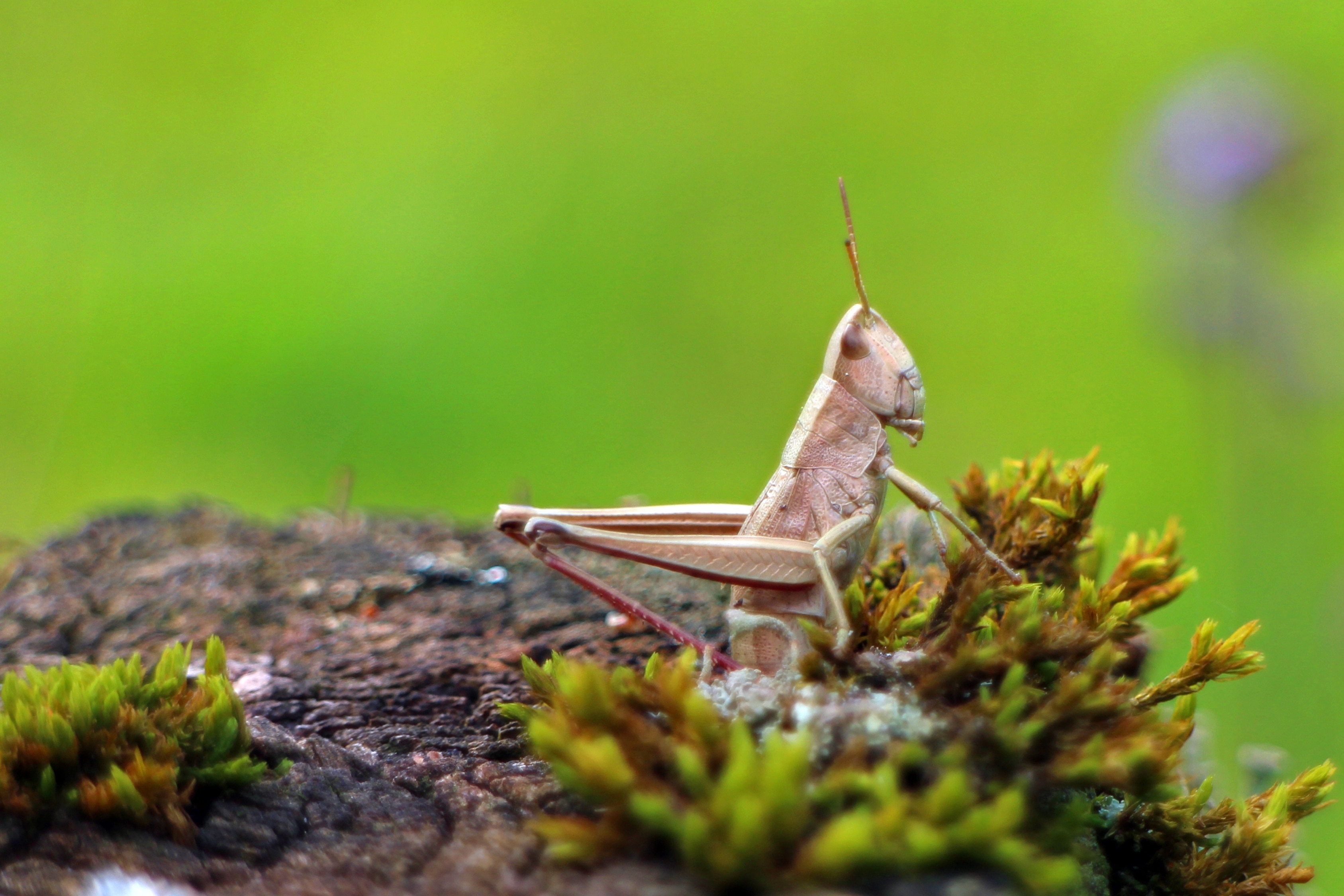 Field Grasshopper, one animal, animal themes