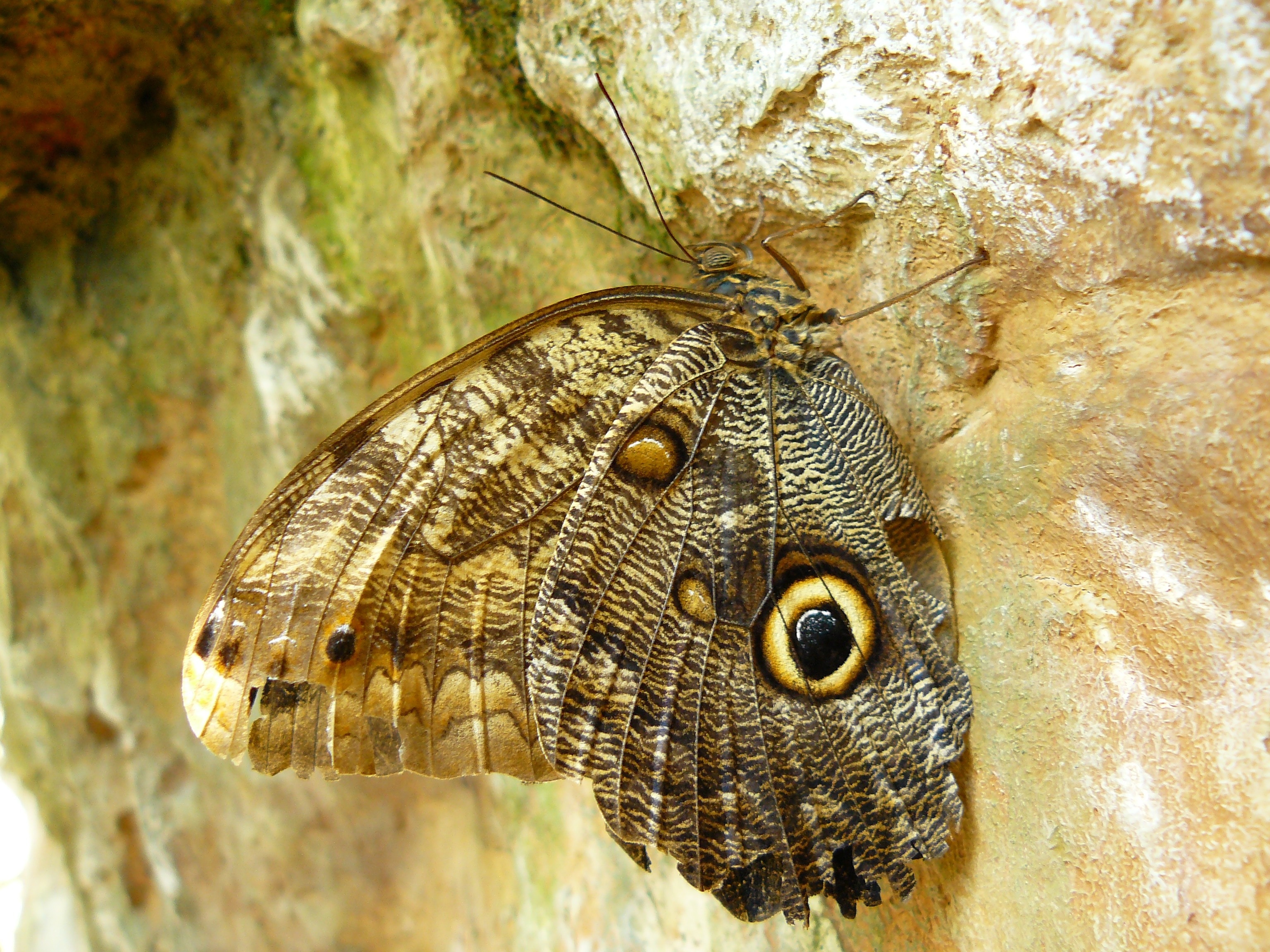 brown one eye butterfly