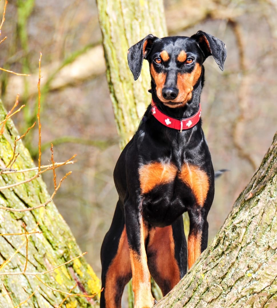 black and tan manchester terrier preview