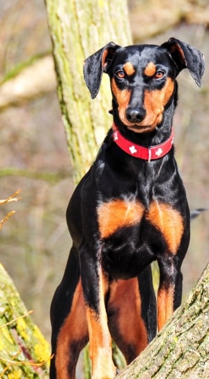 black and tan manchester terrier thumbnail