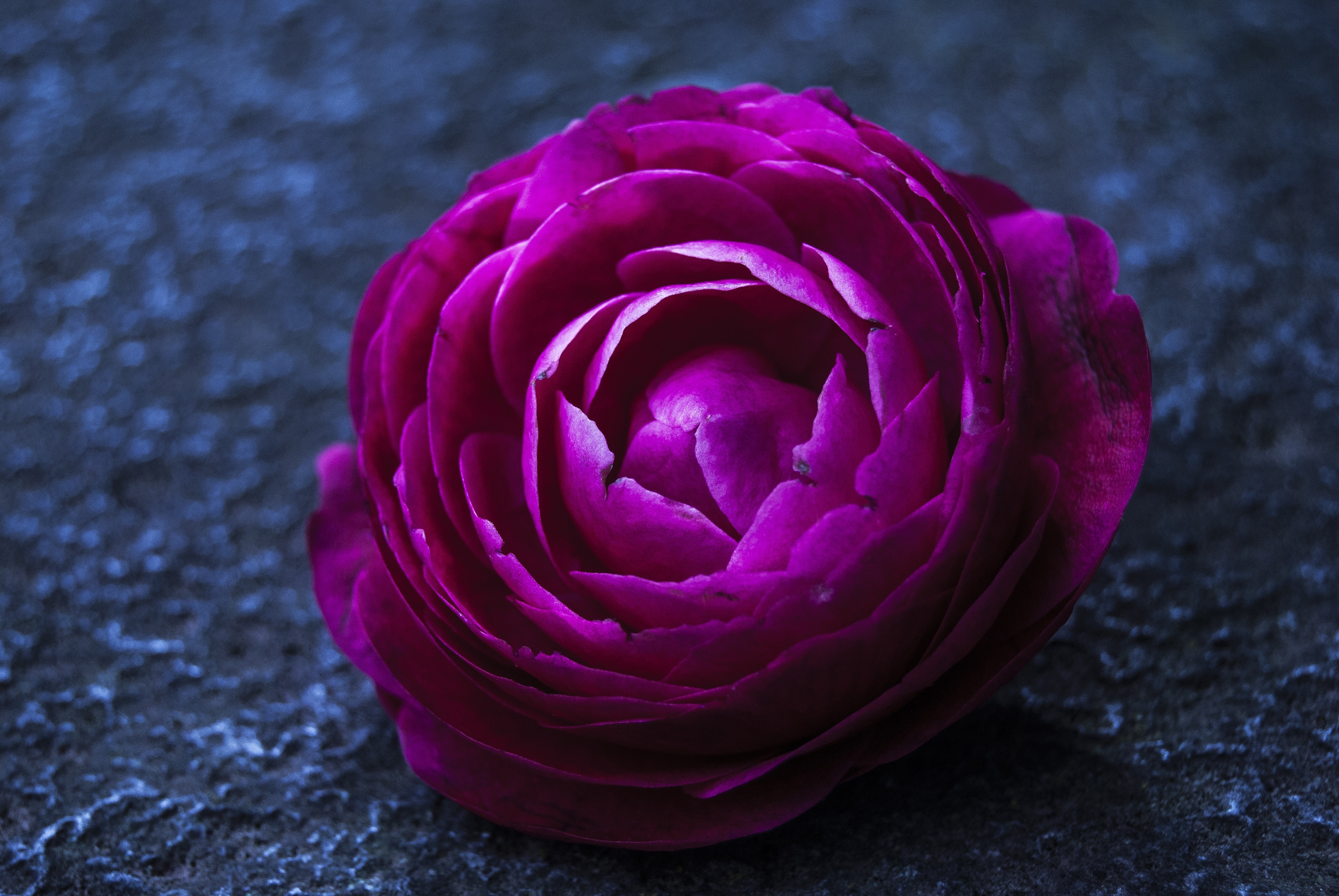 Пурпурные цветы