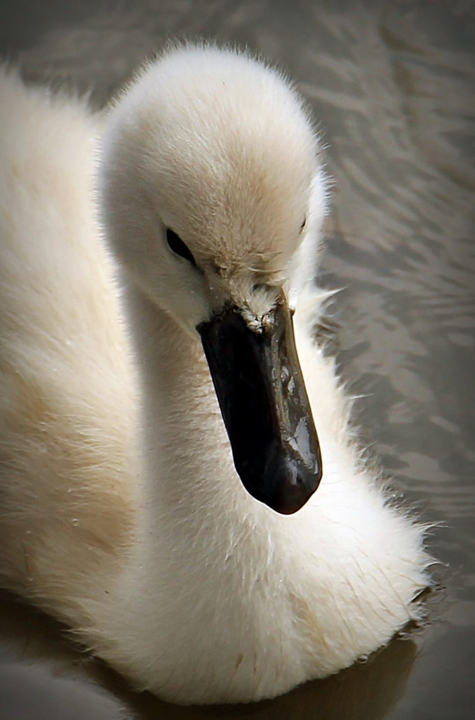 white duckling preview