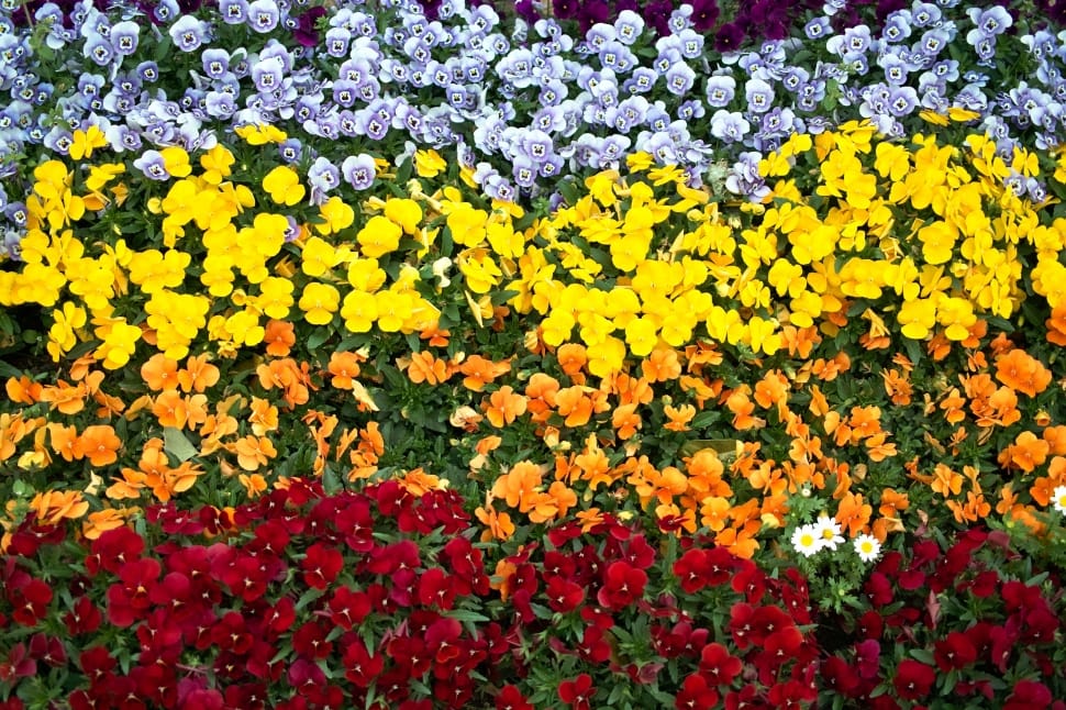 Yellow, Pansy, Flowers, Color, Orange, flower, yellow preview