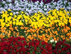 Yellow, Pansy, Flowers, Color, Orange, flower, yellow thumbnail