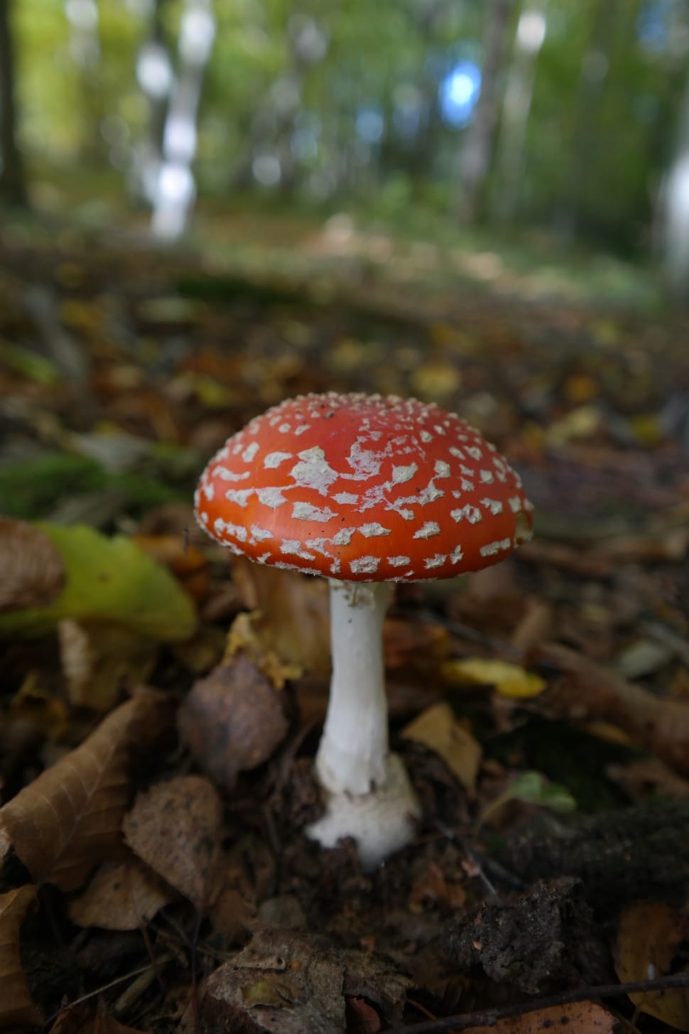 red mushroom free image - Peakpx