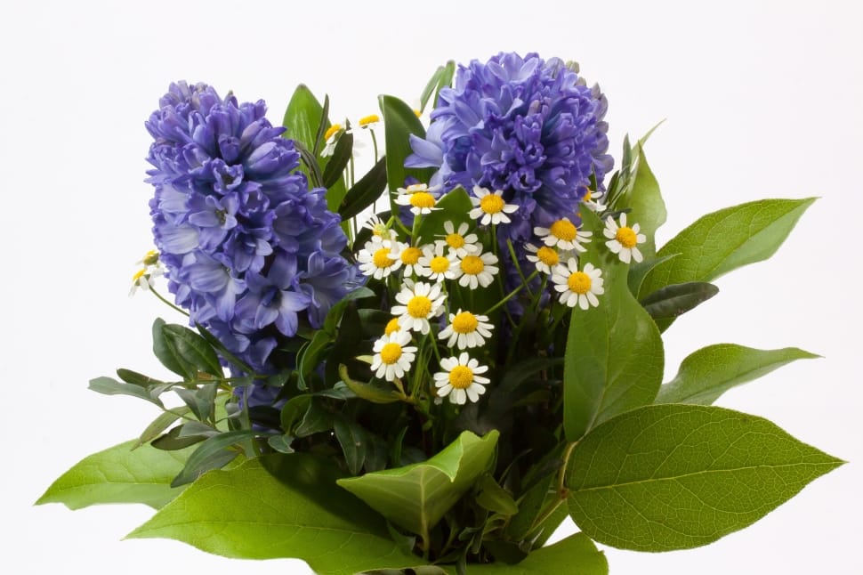 Bouquet, Hyacinth, Hyacinthus Orientalis, flower, purple preview