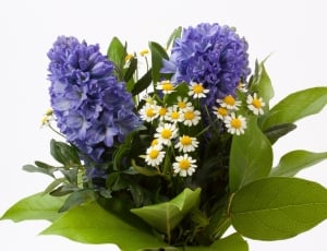 Bouquet, Hyacinth, Hyacinthus Orientalis, flower, purple thumbnail