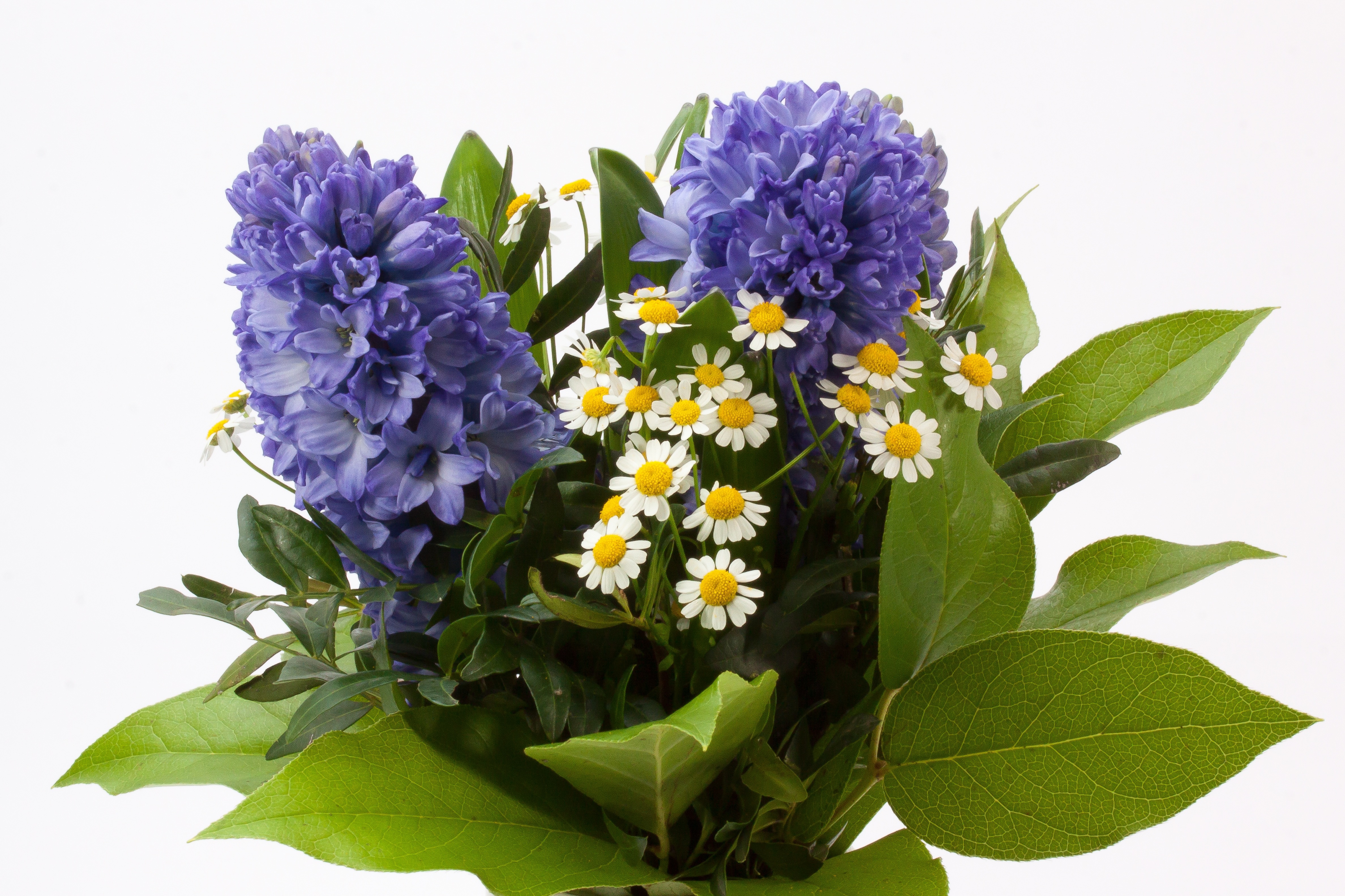 Bouquet, Hyacinth, Hyacinthus Orientalis, flower, purple