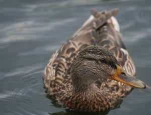 brown and black duck thumbnail