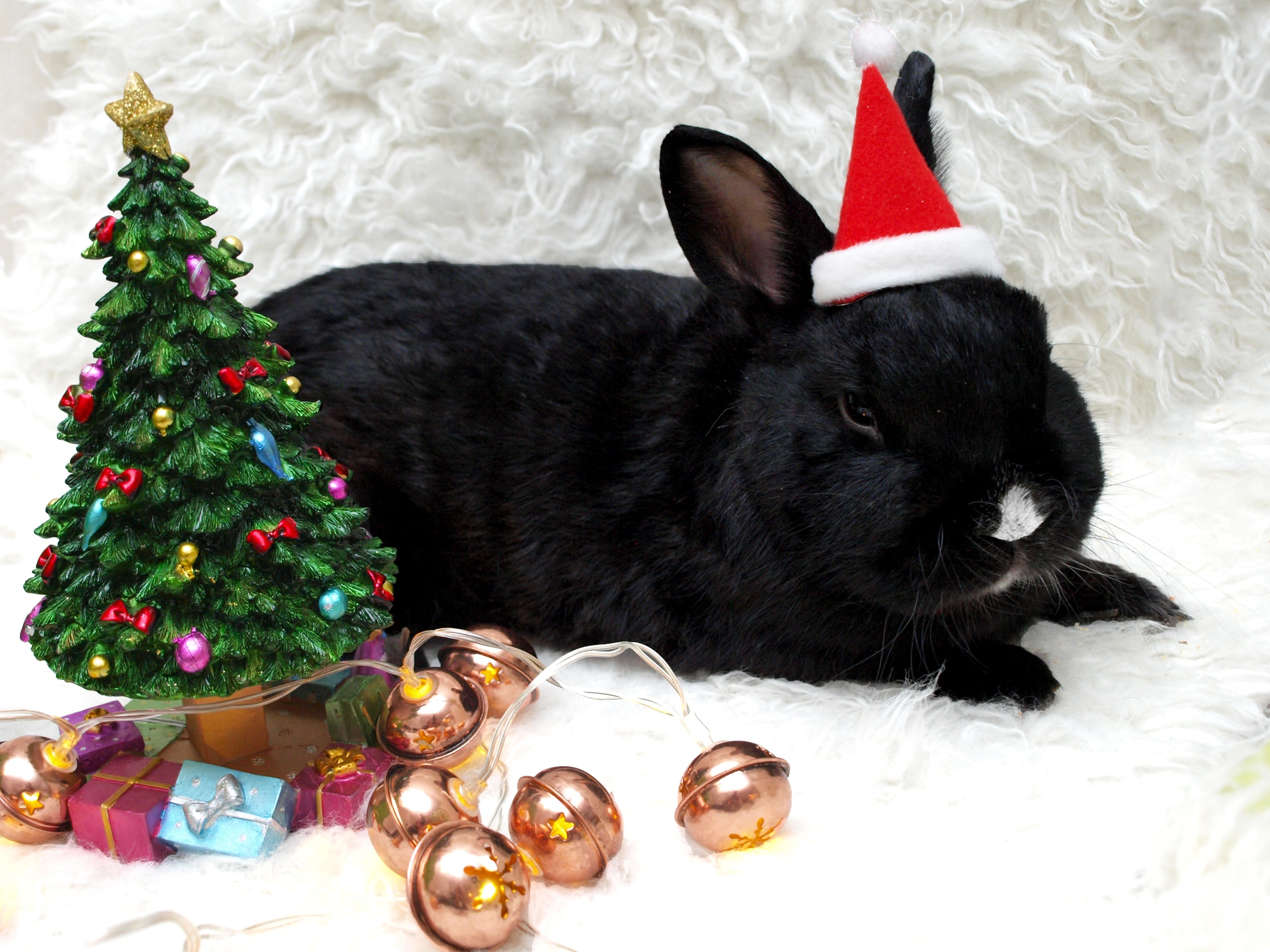 black rabbit with santa hat