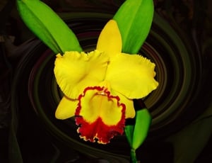 close-up photo of yellow and red flower in bloom thumbnail