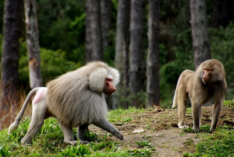 2 baboons preview
