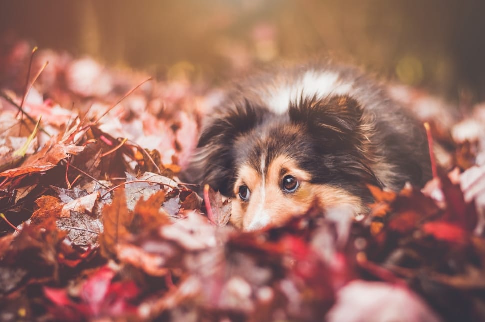 dog laying on dried leaves preview