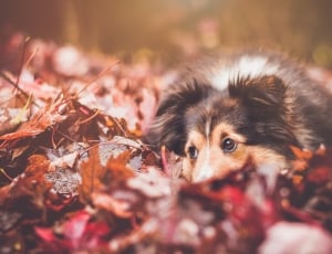 dog laying on dried leaves thumbnail