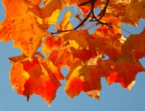 Maple Leaves, Autumn, Fall Color, Leaves, autumn, orange color thumbnail