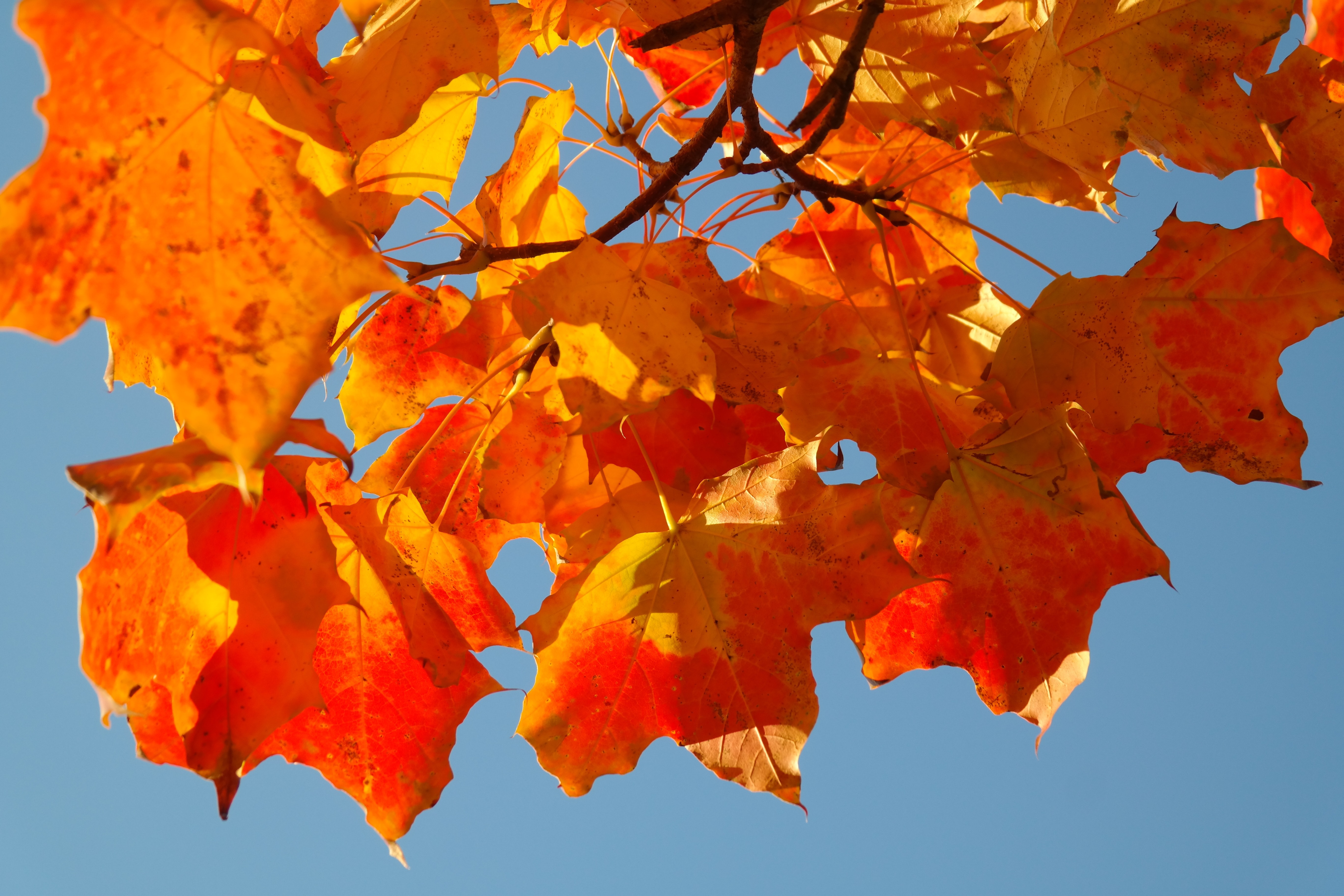Maple Leaves, Autumn, Fall Color, Leaves, autumn, orange color