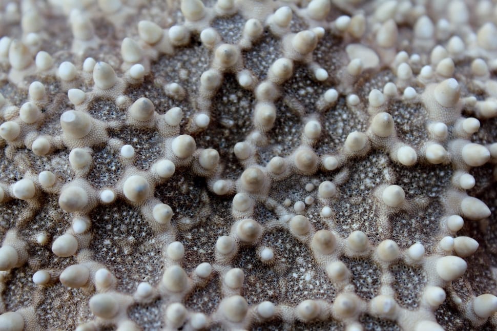 Starfish, Macro, Close, Ocean, Sea, full frame, science preview