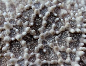 Starfish, Macro, Close, Ocean, Sea, full frame, science thumbnail