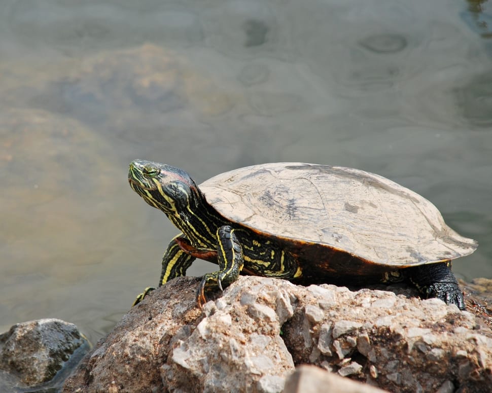 Rock, Animal, Turtle, Nature, Water, one animal, reptile preview