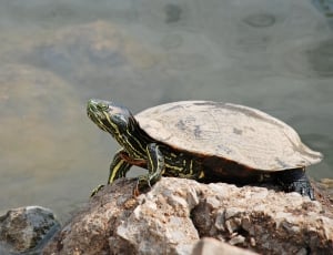 Rock, Animal, Turtle, Nature, Water, one animal, reptile thumbnail