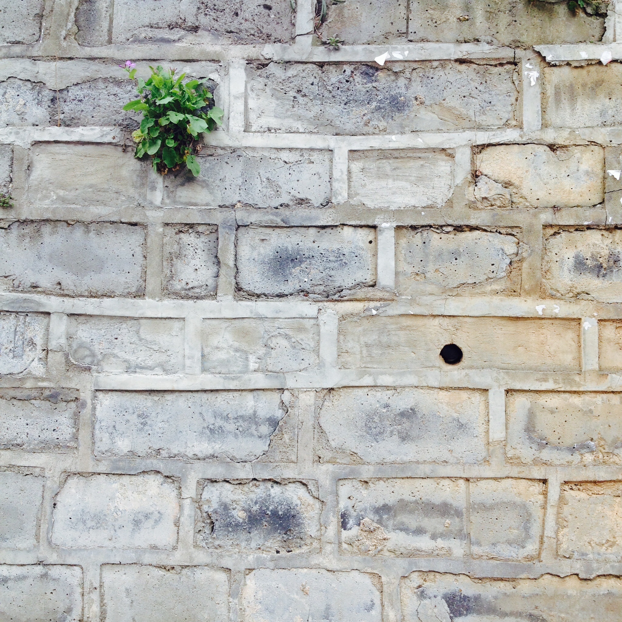 green leaf plant