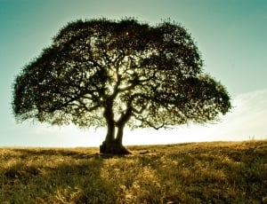 panoramic photography of silhouette of tree under blue sky thumbnail