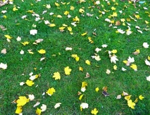 yellow, white, and brown fallen leaves on green grass thumbnail