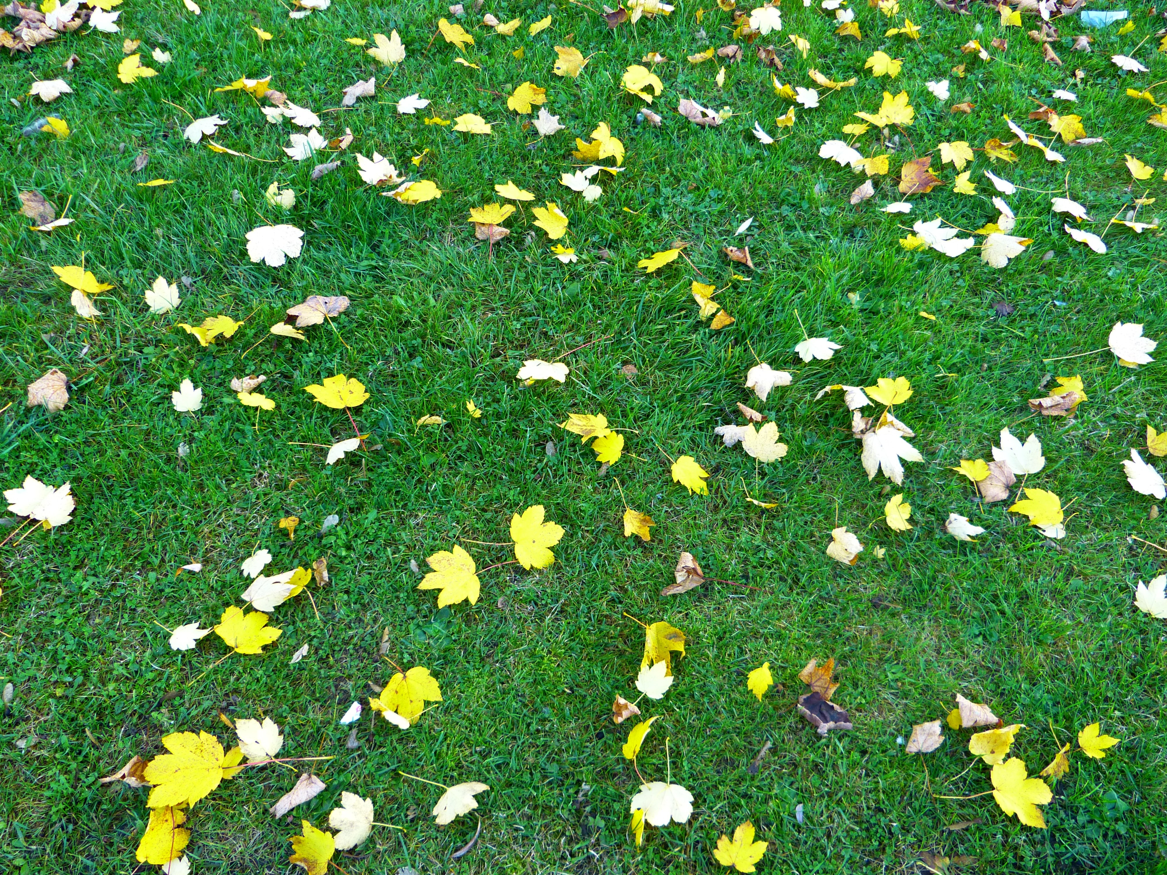 Приметы упали цветы. Листья на газоне. Желтые листья на траве. Желтые листья на зеленой траве. Газон с осенними листьями.