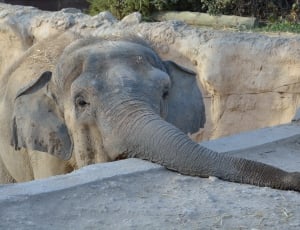 grey elephant thumbnail
