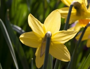 yellow daffodil thumbnail