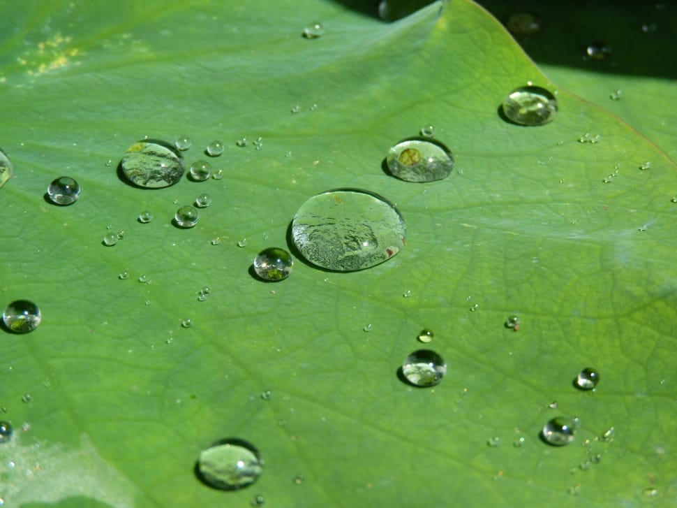 clear liquid on green leaf tree preview