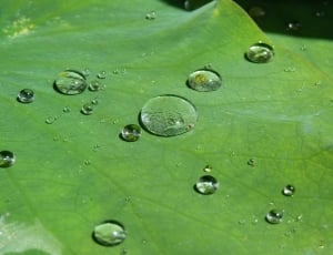 clear liquid on green leaf tree thumbnail
