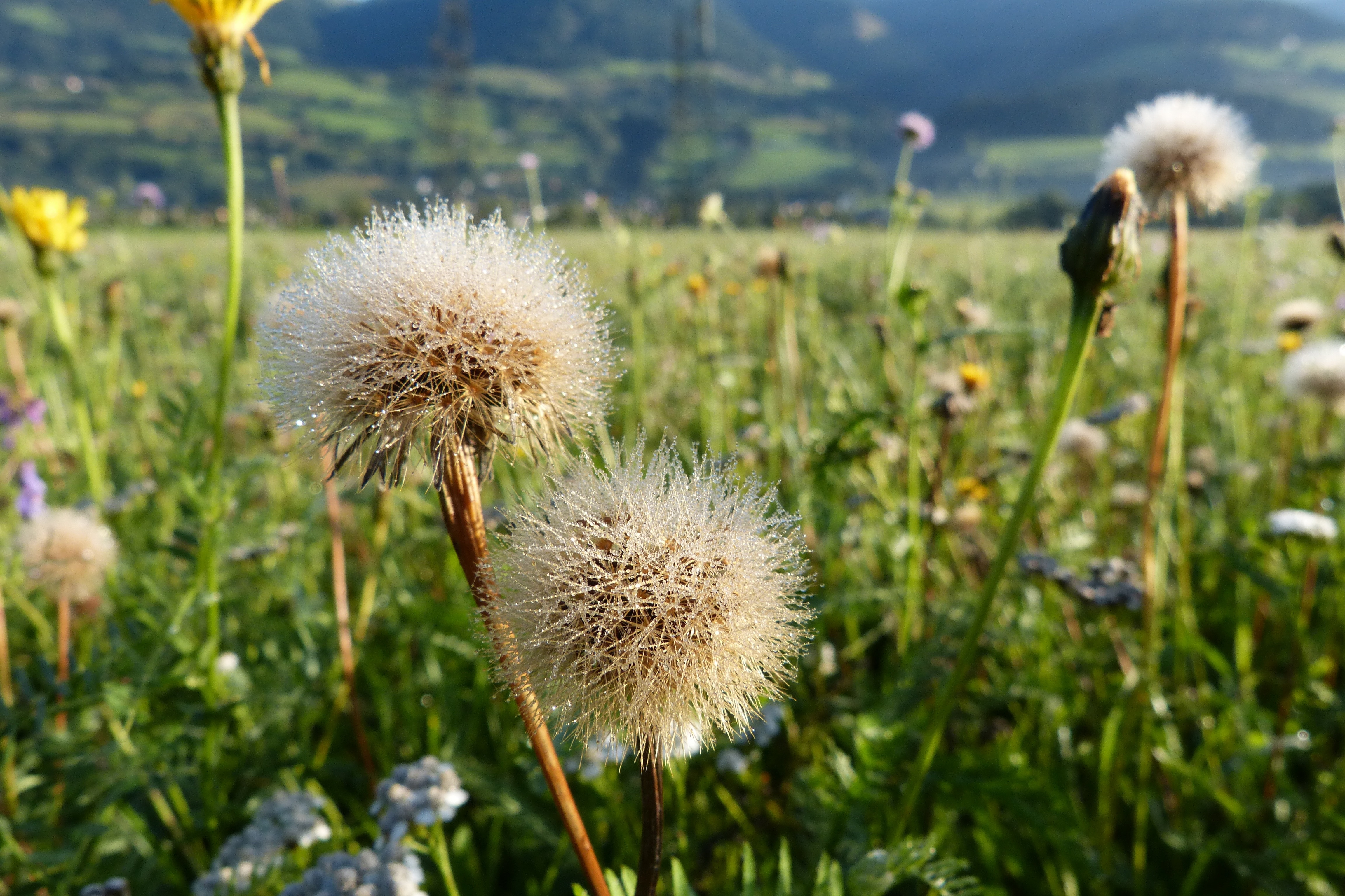 Dew, Fall Dandelion, Seeds, Faded, flower, plant