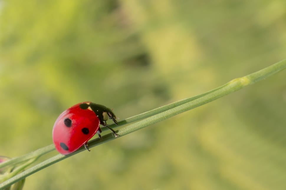 Coccinellidae picture preview