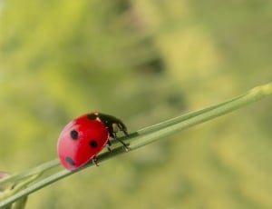 Coccinellidae picture thumbnail