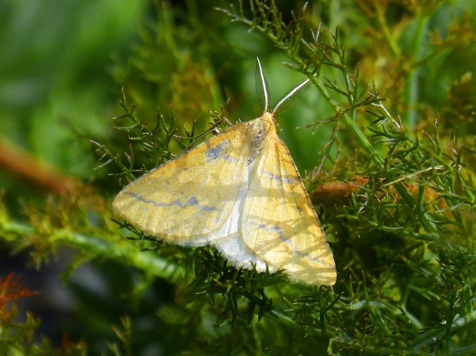 yellow and white moth preview